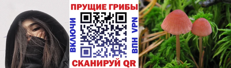kraken маркетплейс  Звенигово  Галлюциногенные грибы GOLDEN TEACHER  как найти наркотики 